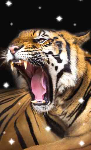 Tiger, live wallpaper 4