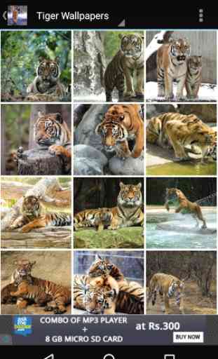 Tiger Wallpapers HD 3