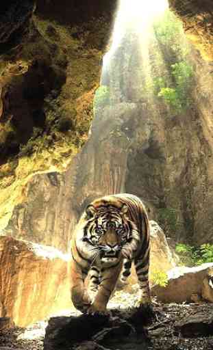 Tigers Live Wallpaper 1