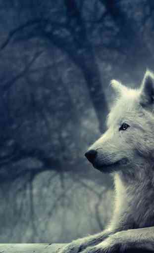 Wolf Wallpapers HD 2