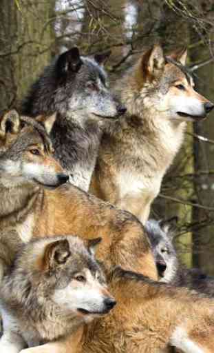 Wolves Live Wallpaper 1