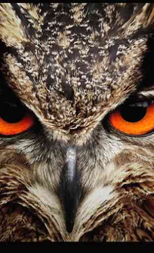 Owl Vision Camera IR Effect 1