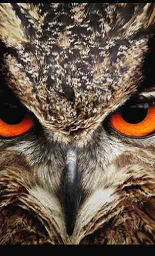 Owl Vision Camera IR Effect 2