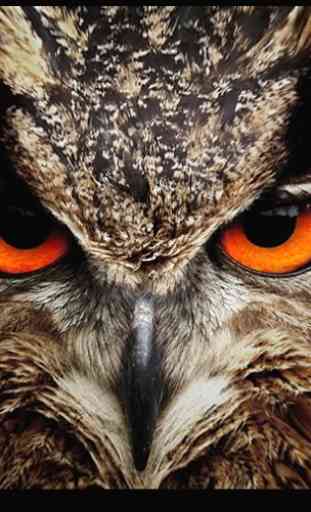 Owl Vision Camera IR Effect 3