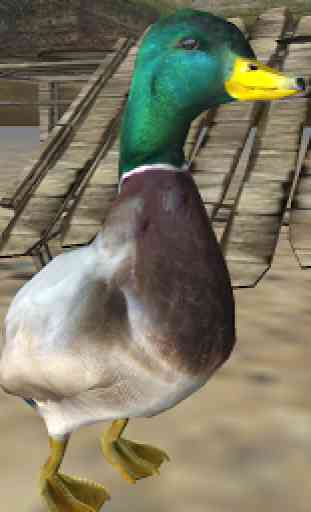 Real Duck Simulator 4