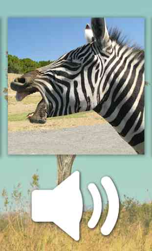 Animals Puzzle Zoo free 4