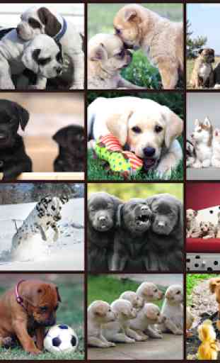 Dogs Jigsaw Puzzles Games Kids 1