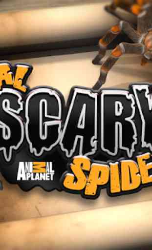 Real Scary Spiders 1
