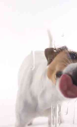 Dog Lick Screen Live wallpaper 1