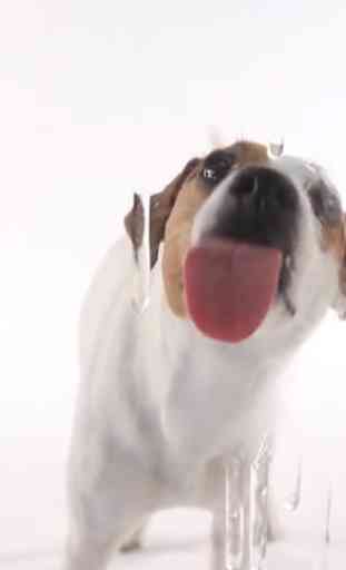 Dog Lick Screen Live wallpaper 2