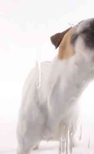 Dog Lick Screen Live wallpaper 3