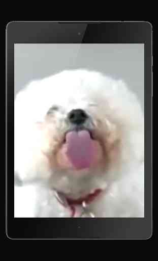 Dog Licks Screen Wallpaper 3