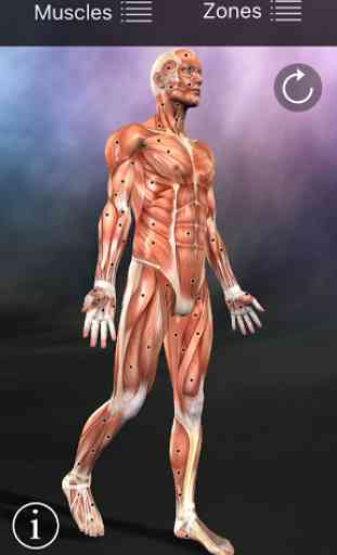 Muscle Trigger Point Anatomy 1