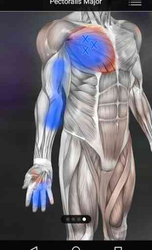 Muscle Trigger Point Anatomy 2