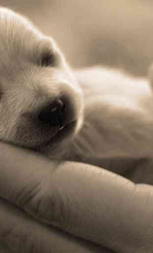 Puppy Wallpapers 1