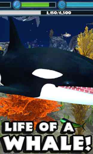 Orca Simulator 1