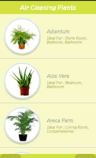 Air Cleaning Plants 1
