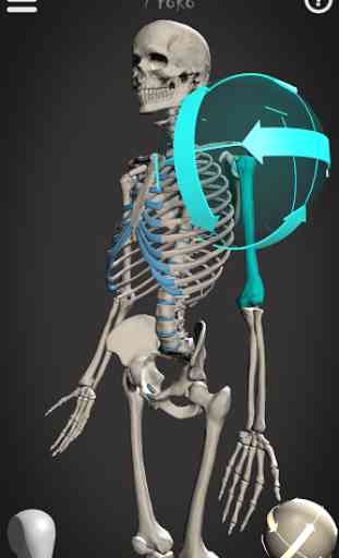 Skelly: Poseable Anatomy Model 1