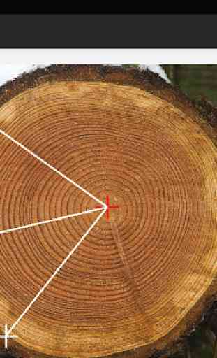Tree Ringer:Tree Ring Counting 2