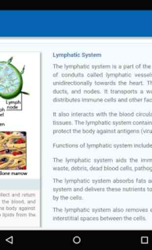 Lymphatic System 4
