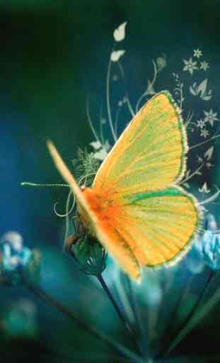Butterfly Wallpapers HD 2