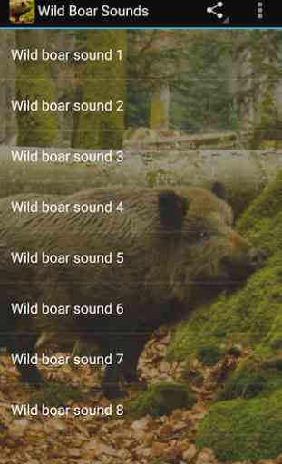 Wild Boar Sounds 1