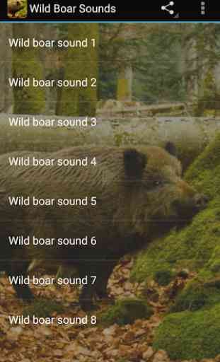 Wild Boar Sounds 2