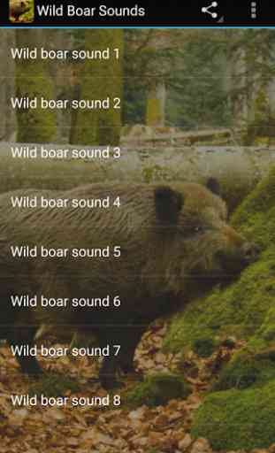 Wild Boar Sounds 3