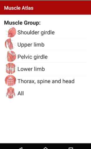 Anatomy: Atlas of Muscles 1