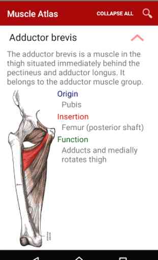 Anatomy: Atlas of Muscles 3