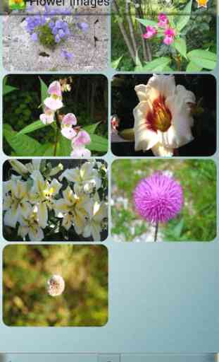 Flower Images 1