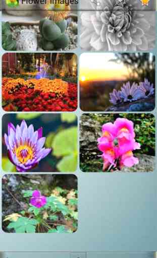 Flower Images 2