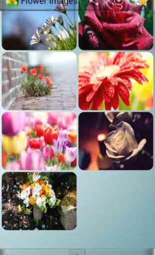 Flower Images 3