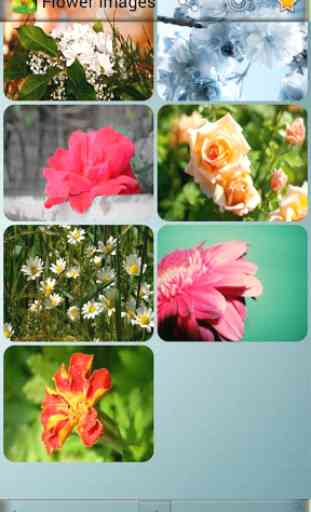 Flower Images 4