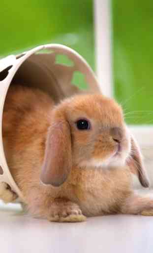 Lovely Rabbit Pet 1