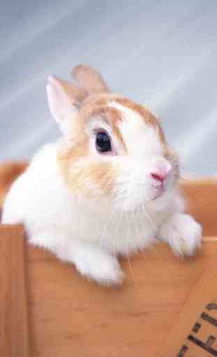 Lovely Rabbit Pet 2
