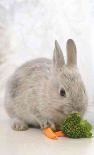 Lovely Rabbit Pet 3