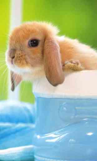 Lovely Rabbit Pet 4