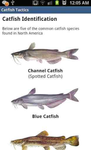 Catfish Tactics & Secret Baits 2
