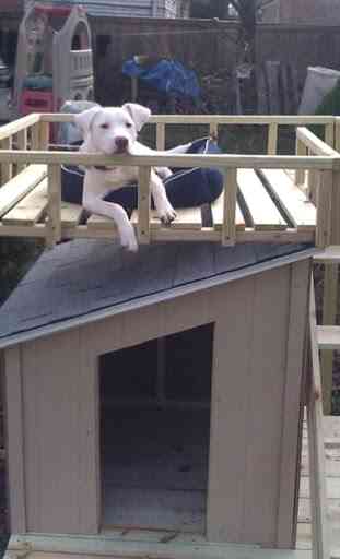 DIY Dog House 4