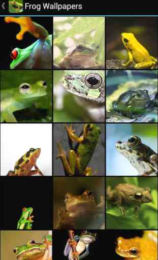 Frog Wallpapers 1