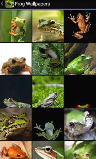 Frog Wallpapers 2