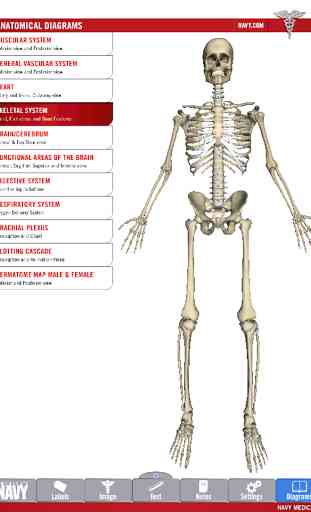 Anatomy Study Guide 1