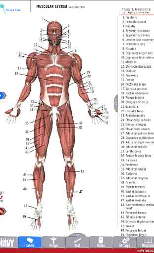 Anatomy Study Guide 2