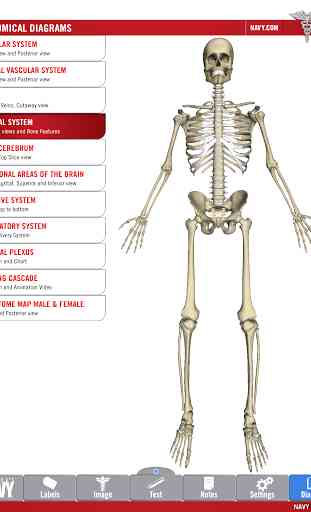 Anatomy Study Guide 3