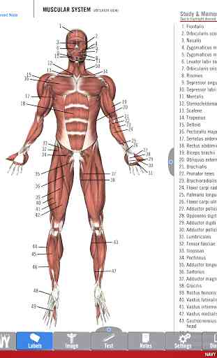 Anatomy Study Guide 4