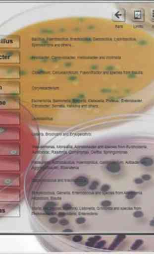 Bacterial identification  ABIS 1