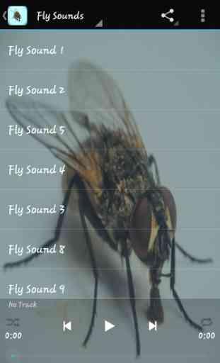 Fly Sounds 1