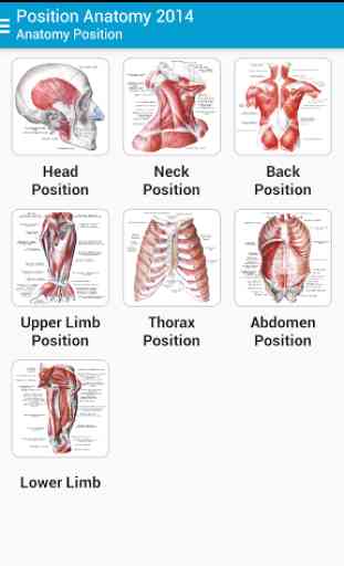 Human Anatomy Position 2