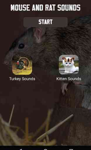 Mouse and Rat sounds 4